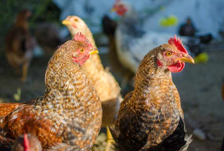 Créer un atelier de poulets de chair [F61101] avec le collectif Devenir Paysanne Paysan