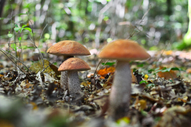 Cultiver des champignons bio avec le collectif Devenir Paysanne Paysan