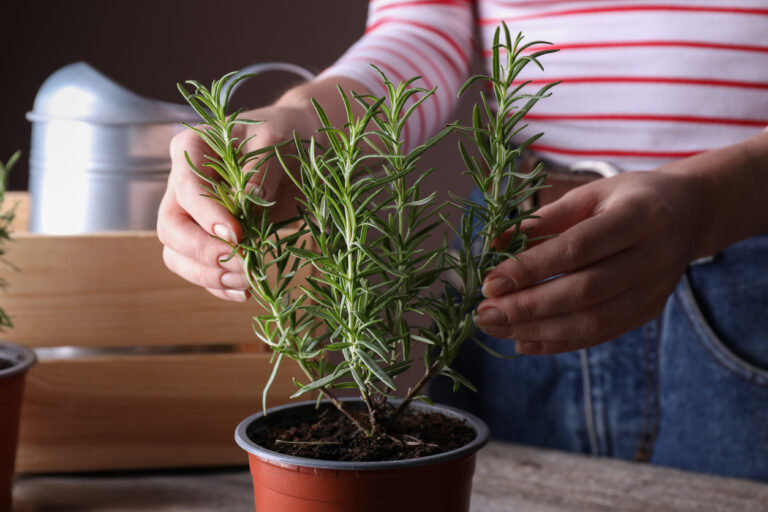 Produire des plantes à parfums, aromatiques et médicinales bio avec le collectif Devenir Paysanne Paysan