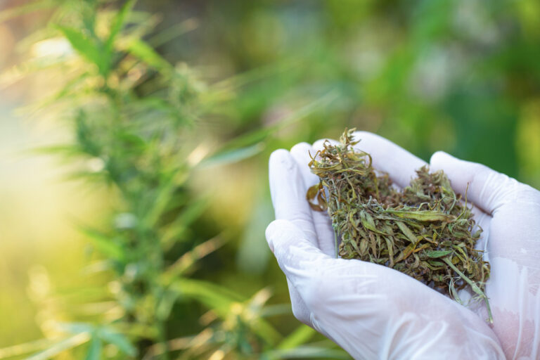 F59102 - Produire des plantes aromatiques et médicinales et se diversifier avec le chanvre à actifs pour le marché du CBD dans le cadre du collectif devenir paysanne paysan