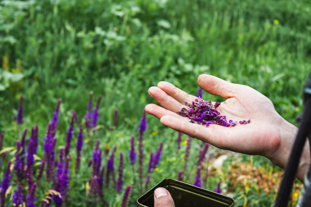 F86101 - Produire des plantes aromatiques et médicinales Cultivez des plantes aromatiques et médicinales adaptées à son sol et son climat dans le cadre du collectif devenir paysanne paysan