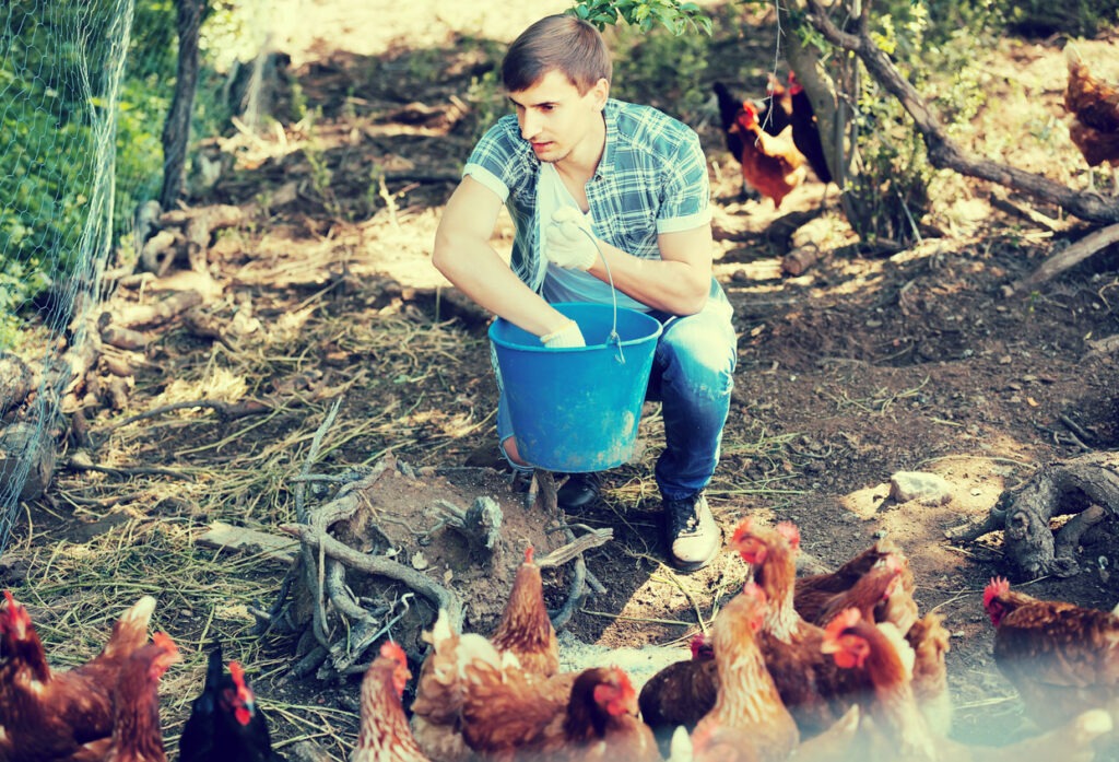 Créer un atelier de poules pondeuses [F73105] avec le collectif Devenir Paysanne Paysan