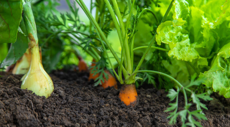 Cultiver des légumes en agriculture biologique [F42201] avec le collectif Devenir Paysanne Paysan